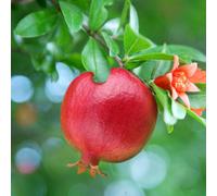 You Garden Yougarden Dwarf Pomegranate Punica 'nana' Bush, In 9Cm Pot