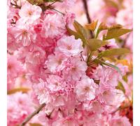 You Garden Yougarden Flowering Cherry Tree Prunus 'kanzan' Bare Root Tree. Supplied As Bare Root Tree 80-100Cm Tall. Japanese Cherry Blossom