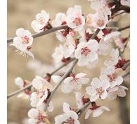 You Garden Yougarden Flowering Ornamental Cherry Tree Prunus 'kojo No Mai', Standard Tree In 3L Pot, 90Cm Tall Plant, Ready To Plant