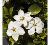 YouGarden Gardenia Pair - Kleims & Crown Jewels 9cm 2x 9cm Pot White