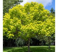 You Garden Yougarden Golden Indian Bean Tree, Established Plant In 5L Pot, Catalpa Bignonioides Aurea, Ready To Plant