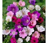 You Garden Yougarden - Hardy Geraniums Mix - 10 X Bare Roots