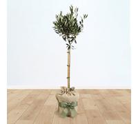 YouGarden Hardy Ornamental Olive Tree Standard 80-90cm Tall, Gift Wrapped Established Plant in Brown Hessian Bag with Green Fabric Bow, Ready to Plant or Gift