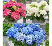 You Garden Yougarden Hydrangea 'little Hortensia' Collection, Set Of Three Compact Hydrangeas, Blue, Red And White Flowers, 17Cm Potted Shrub