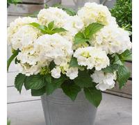You Garden Yougarden Hydrangea 'little Hortensia White', Compact White Mophead Flowers, 17Cm Potted Shrub, Great For Pots And Borders, Long-F