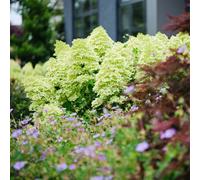 You Garden Yougarden - Hydrangea 'magical Candle' 3L Potted