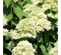 You Garden Yougarden Hydrangea 'magical Candle' Standards, Pair Of Established Plants In 18Cm Pots, Approximately 80-100Cm Tall, Ready To Pla