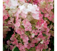 You Garden Yougarden Hydrangea 'magical Fire', Established Plant In 3L Pot, Ready To Plant, Compact Shrub With Dark Green Foliage And Reddish