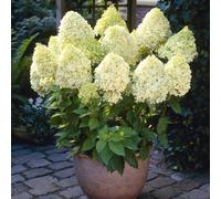 You Garden Yougarden Hydrangea Paniculata 'limelight', Set Of Three Established Plants In 8-9Cm Pots, Ready To Plant