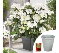 You Garden Yougarden Hydrangea 'runaway Bride', Established Plant In 1.5 Litre Pot, With Olive Green Planter And Blooming Fast Superior Solub