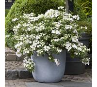 You Garden Yougarden Hydrangea 'runaway Bride', Pair Of Established Plants In 14Cm Pots 20/25Cm Tall