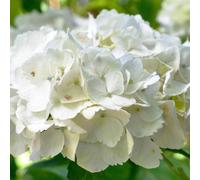 You Garden Yougarden Hydrangea 'white Mophead' Standard, Established Standard In 18Cm Pot, Approximately 80-100Cm Tall, Ready To Plant, Grow