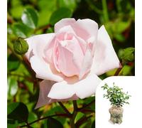 You Garden Yougarden Joseph's Rose, Gift Wrapped Shell-Pink Fragrant Climbing Rose, 4 Litre Potted Plant, Ready To Plant