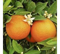 You Garden Yougarden Large Citrus Orange Tree Supplied In 4L Pot, Established Plant Around 60-90Cm Tall, Exotic Fruit Tree For Garden