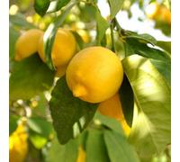 You Garden Yougarden Large Lemon Trees, Pair Of Trees Supplied In 4 Litre Pots, Fruit Trees For Gardens Or Patios, Citrus Trees For Gardens,