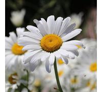 You Garden Yougarden Leucanthemum Superbum 'silberprinzessche', Established Plant In 9Cm Pot, Ready To Plant