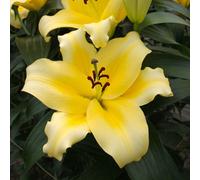You Garden Yougarden Lily 'dinner Plate Monchique', 5 X Bulbs Size 14/16, Lemon Yellow, Fragrant, Oriental Hardy Perennial
