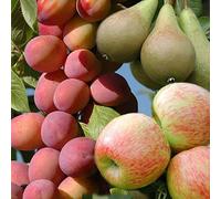 You Garden Yougarden - Mini Orchard Fruit Tree Collection, 3 Bare Root Compact Fruit Trees, Apple, Pear & Plum - Grow Your Own Fruit