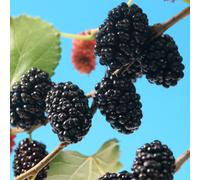 You Garden Yougarden Morus 'mojo Berry', Compact Mulberry Tree In 18Cm Pot, 80-100Cm Tall, Self-Fertile And Fruiting From May To September, I