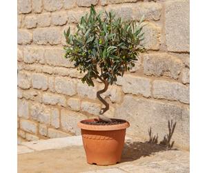 You Garden Yougarden Patio Spiral Stem Olive Tree, Established 80Cm Tall Plant Supplied In Terracotta-Style Decorative Pot, Ready To Display
