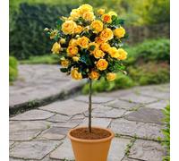 You Garden Yougarden Patio Standard Yellow Rose, Bare Root, 40Cm Stem, Ready To Plant