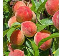 You Garden Yougarden Peach 'redhaven' Bare Root Tree, Grow Your Own Fruit Tree, Bare Root Fruit Tree For Planting In Uk Gardens