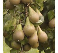 You Garden Yougarden Pear 'conference' Patio Fruit Tree, Bare Root 1.35-1.45M Tall, Bare Root Fruit Tree For Your Garden, Grow Your Own