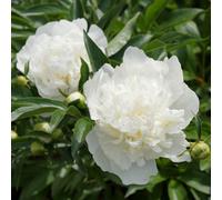 You Garden Yougarden Peony 'duchesse De Nemours', 1 X Bare Root Plant, Ready To Plant, Border Or Pot Fragrant Flowers