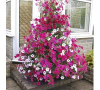 You Garden Yougarden Petunia 'wave' Mix, 24 X Plug Plants, Ready To Grow, Baskets Containers And Pots, Long Flowering