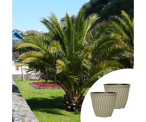 You Garden Yougarden Phoenix Palm Trees, Pair Of Established Trees In 14Cm Pots, 60-80Cm Tall, With Two Ebony Grey Laval Planters, Ready To P