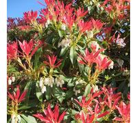 You Garden Yougarden Pieris 'forest Flame' In 9Cm Pot, Ready To Plant