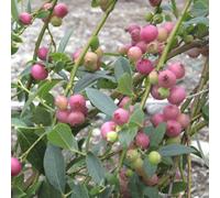 You Garden Yougarden Pink Blueberry 'pink Lemonade' - 1.7 Litre Pot, Sweet Berries, Great For Pots, Ready To Plant