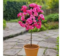 You Garden Yougarden Pink Rose Standard Tree 40Cm Stem. Bare Root Rose Bush For Outdoor. Ready To Plant Roses
