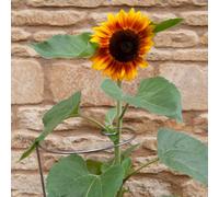 You Garden Yougarden - Ready To Rust Spiral Steel Plant Supports X 3