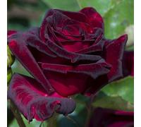 You Garden Yougarden Rose 'black Baccara', 1 X Bare Root, Hybrid Tea, Deep Maroon Blooms, Ready To Plant