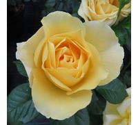 You Garden Yougarden Rose Harmony Bare Root Rose, Canary Yellow Blooms, Fragrant Flowers, Ready To Plant