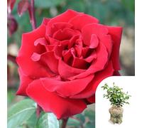 You Garden Yougarden Rose 'ingrid Bergman', Gift Wrapped Established Plant In 3 Litre Pot, Ready To Plant For Red Hybrid Tea Flowers, For Pot