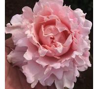 You Garden Yougarden Rose 'king Charles Coronation', 1 X Bare Root Rose, Ready To Plant