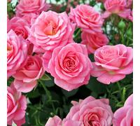 You Garden Yougarden Rose 'queen Elizabeth', 1 X Bare Root Rose, Ready To Plant, Pink Fragrant, Repeat Flowering Classic Garden Rose