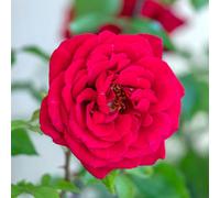 You Garden Yougarden Rose 'red Rumble' Bare Root Rose, Hybrid Tea, Fragrant Red Blooms, Garden Colour, Ready To Plant