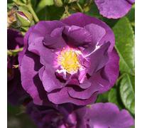You Garden Yougarden Rose 'rhapsody In Blue' Bare Root, Ready To Plant