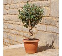 You Garden Yougarden Spiral Stem Standard Olive Tree, Christmas Gift Wrapped, 80Cm Tall, With 21Cm Pot, Ready To Gift And Display
