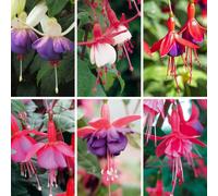 You Garden Yougarden The Complete Winter Hardy Fuchsia Collection, Set Of 24 Plug Plants, Ready To Plant