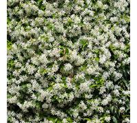 You Garden Yougarden Trachelospermum 'star Jasmine' In A 1.5 Litre Pot On A 65Cm Cane, Supplied As An Established Plant