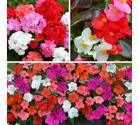 You Garden Yougarden Ultimate Bedding Display Collection, Set Of 120 Pro Plug Plants, Ready To Grow On And Plant Out, Bedding, Container, And