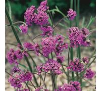 You Garden Yougarden - Verbena Bonariensis - 2 X 9Cm