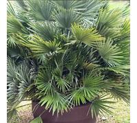 You Garden Yougarden Volcano Palm, Chamaerops Compacta, Pair Of Established Plants In 22Cm Pots, Ready To Plant Hardy Palm Tree, Mediterranea