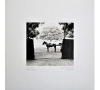 You Have Heard, I Suppose (Lp) [Vinyl LP]