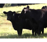 You Really Think You're Ready for Me?