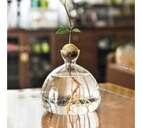 Youding Avocado Vase | Elegant Vase for Growing Trees | Glass Plant Vase | Elegant Glass Jar | Avocado Vase